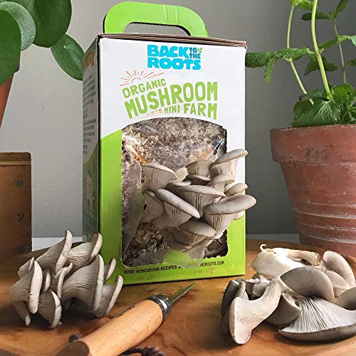 Back to the Roots Organic Mini Mushroom Grow Kit, Harvest Gourmet Oyster Mushrooms In 10 days, Top Gardening Gift, Holiday Gift, & Unique Gift