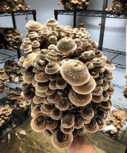 100 Grams of Shiitake Mushroom Spawn Mycelium to Grow Gourmet and Medicinal Mushrooms at Home or commercially - Use to Grow on Sawdust Blocks - G1 or G2 Spawn