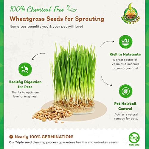 Todd's Seeds - 1 Pound of Wheatgrass Seeds - Non GMO Sprouting Seeds - Grind Into Whole Wheat Flour - Pet Grass - Cat Grass for Indoor Cats - Wheat Grass Seeds