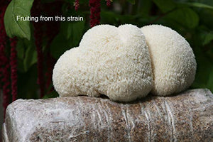 Root Mushroom Farm- 30 Mushroom Liquid Cultures /Lion's Mane(Hericium erinaceus )