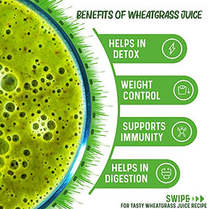 ALKA-G Wheat Grass Powder 16 Oz | Organic Wheat Grass Green Superfoods Powder Sustainably Grown in Indian | Instant Juice Powder Resealable Pack of 1
