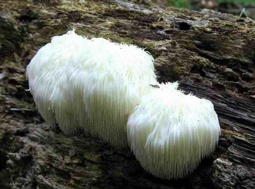 Forest Organics Lion's Mane Mushroom Growing Log Kit