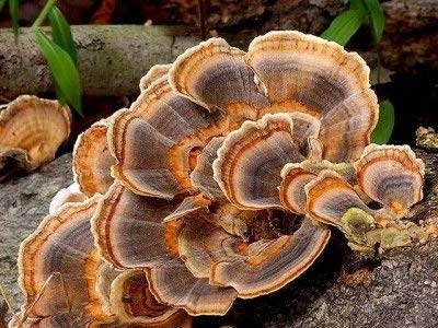 Mushroom Man LLC, Turkey Tail (Trametes versicolor) Mushroom Plug Spawn