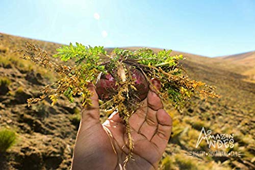 Amazon Andes - Gelatinized Red maca Root Capsules - 100 * 500 mg - Vegan Pills - Organic USDA Supplement - Non GMO