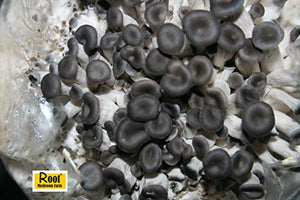 Root Mushroom Farm- 30 Kinds of Mushroom Liquid Culture Available for You to Choose /Blue Oyster(Pleurotus ostreatus)