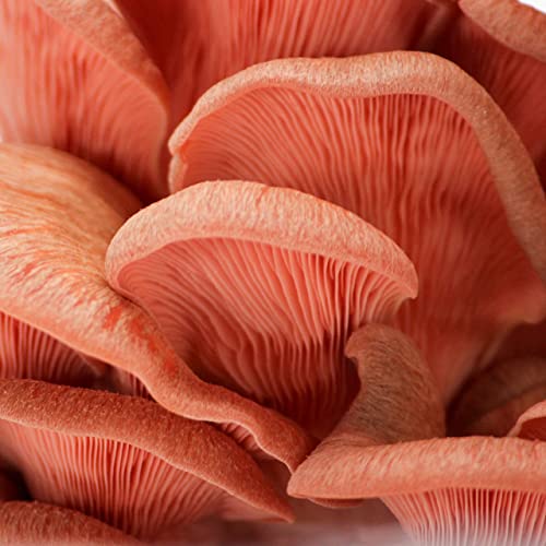 North Spore | Pink Oyster Mushroom Grow Kit | Easy to Use, Harvest Your Own Gourmet Mushrooms at Home | Kit Contains a Sawdust Block Colonized with Vigorous Productive Pink Oyster Mushroom Mycelium