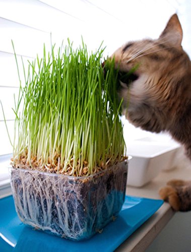 Todd's Seeds - 1 Pound of Wheatgrass Seeds - Non GMO Sprouting Seeds - Grind Into Whole Wheat Flour - Pet Grass - Cat Grass for Indoor Cats - Wheat Grass Seeds