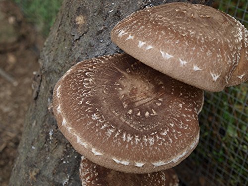 12" Mushroom Log DIY Shiitake Mushrooms Ready to Grow Your Own