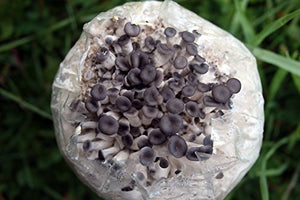 Root Mushroom Farm— Oyster Mushroom-All in one Gourmet Mushroom Growing kit(Packaging May Vary)