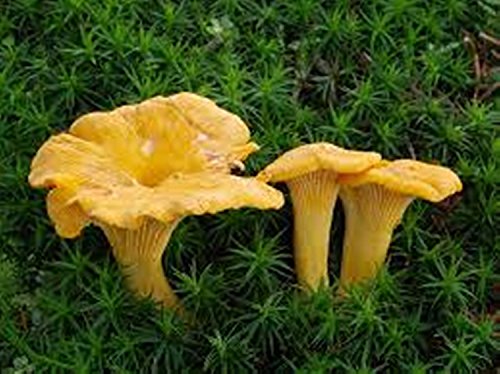 Chanterelle Mushroom (Cantharellus cibarius) Mycelium Spawn Dried Seeds (25g) by Garden Pleasure