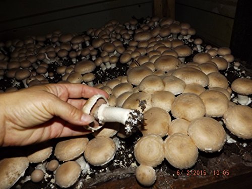 Mushroom Growing Kit ~ Crimini/Portabella - Great Gift Idea!