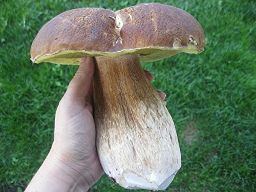 CEMEHA SEEDS Porcini Mushroom (King Boletus) Mycelium Spores Spawn Dried Organic