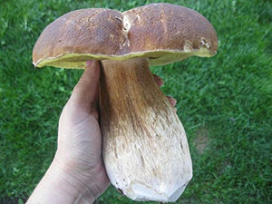 CEMEHA SEEDS Porcini Mushroom (King Boletus) Mycelium Spores Spawn Dried Organic