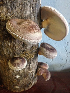 12" Shiitake Mushroom Log Grow Your Own Amazing Edible Mushrooms