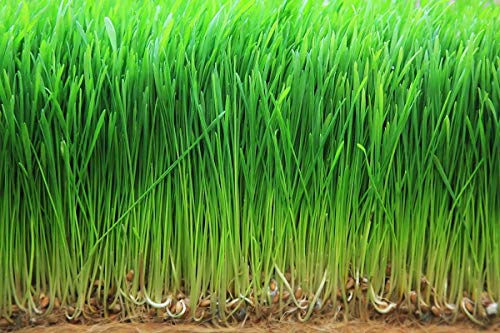 Organic Wheatgrass Powder, 8 Pounds — Non-GMO, Whole-Leaf, Raw, Non-Irradiated, Pure, Vegan Superfood, Bulk, Great for Juice, Rich in Fiber, Chlorophyll, Fatty Acids and Minerals
