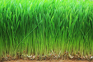 Organic Wheatgrass Powder, 8 Pounds — Non-GMO, Whole-Leaf, Raw, Non-Irradiated, Pure, Vegan Superfood, Bulk, Great for Juice, Rich in Fiber, Chlorophyll, Fatty Acids and Minerals