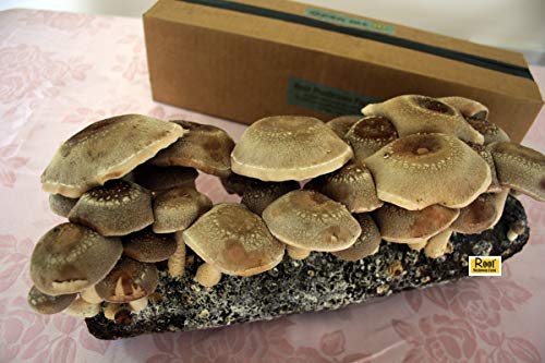 Root Mushroom Farm- Shiitake Mushroom Growing Kit-Start it Right Away Once Received