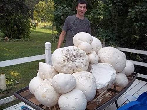 Spores Puffball Giant Mushrooms Mycelium Seeds Spawn Substrate for Planting Non GMO