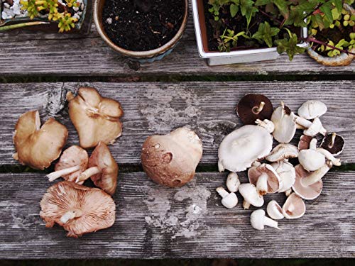 EF EKOFUNGI Mix Dehydrated Mushrooms and 2 Type of Veggies 100% Organic Certified Air Dried Super Foods Non-GMO Vegan Friendly Gluten Free Antioxidant Dietary Supplement