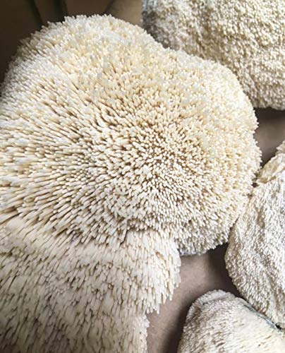 100 Lion's Mane Mushroom Spawn Plugs to Grow Gourmet and Medicinal Mushrooms at Home or commercially - Use to Grow on Straw or Sawdust Blocks - G1 or G2 Spawn