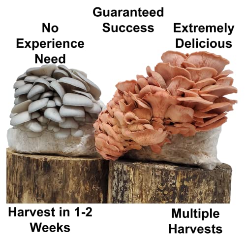 2 Pack DIY Mushroom Home Grow Kit | Perfect for First Time Growers | No Experience Needed | Guaranteed Success | Same Day Shipping | Easy to Grow