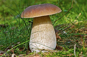 Seeds Porcini Mushroom King Bolete Mycelium Spawn Dried Spores Kit for Planting Non GMO