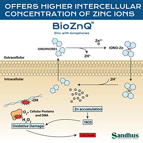 BioZnQ Zinc + Quercetin with Ionophores for Immune Protection Highly Absorbable Bioavailable Zinc Supplements,Gluten Free Zinc Supplement for Healthy Aging 60 Vegetarian Capsules