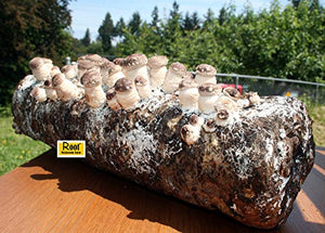 Root Mushroom Farm- Shiitake Mushroom Growing Kit-Start it Right Away Once Received