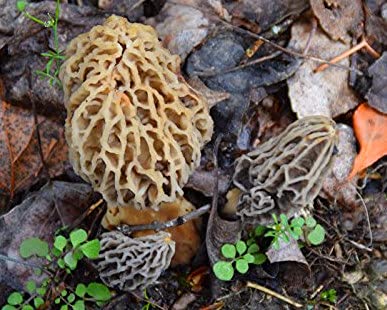 Garden Morel Mushroom Grow Kit - Morel Habitat Kit - Grow Morel Mushrooms