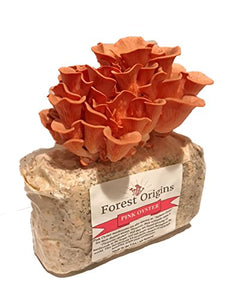 Pink Oyster Mushroom Grow Kit by Forest Origins, Beginner Mushroom Growing Kit, Top Gardening Gift, Unique Gift, Holiday Gift