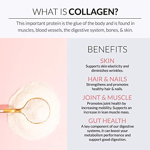 Alaya Multi Collagen Powder - Type I, II, III, V, X Hydrolyzed Collagen Peptides Protein Powder Supplement with MSM + GC (Unflavored)