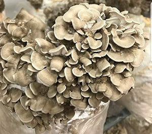 100 Grams/4 oz of Maitake (Hen of The Wood) Mushroom Spawn Mycelium to Grow Gourmet and Medicinal Mushrooms at Home or commercially - Use to Grow on Straw or Sawdust Blocks - G1 or G2 Spawn