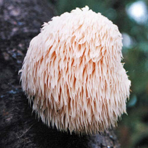 Mushroom Man LLC, Lion's Mane - Hericium erinaceus Mushroom Mycelium Plug Spawn