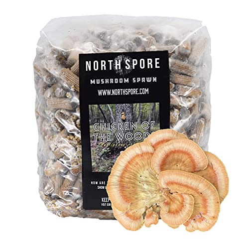 North Spore Chicken of The Woods Mushroom Plugs, 500 Count Premium Quality Mushroom Plug Spawn, Made in USA, Grow Mushrooms on Logs, Easy to Use, Gourmet Culinary Mushrooms, Medicinal Mushrooms