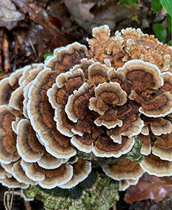 100 Grams/4 oz of Turkey Tail Mushroom Spawn Mycelium to Grow Gourmet and Medicinal Mushrooms at Home or commercially - Use to Grow on Straw or Sawdust Blocks - G1 or G2 Spawn