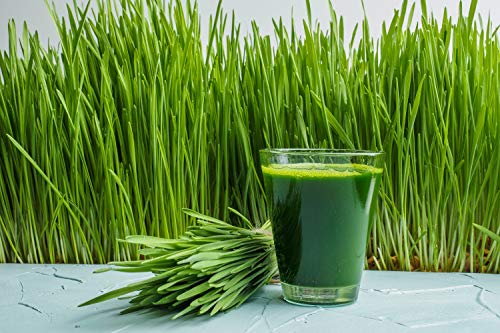 Antler Farms - 100% Pure New Zealand Organic Wheatgrass Powder, 40 Servings, 200g - Raw, Vegan, Gluten Free, Nutrient Rich, High Chlorophyll Wheat Grass, Detox, Essential Amino Acids, Minerals