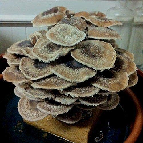 Organic Shiitake Mushroom Grow Kit