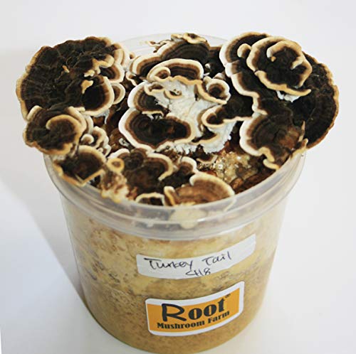 Root Mushroom Farm- 30 Kinds of Mushroom Liquid Culture Available for You to Choose /Turkey Tail(trametes versicolor)