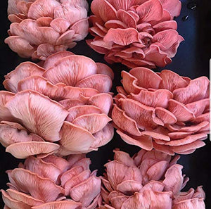 100 Pink Oyster Mushroom Spawn Plugs to Grow Gourmet Mushrooms at Home on Logs or Stumps. Logs Will Produce Mushrooms for Many Years to Come.