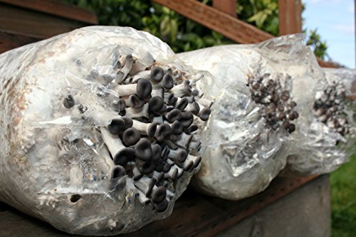 Root Mushroom Farm— Oyster Mushroom-All in one Gourmet Mushroom Growing kit(Packaging May Vary)