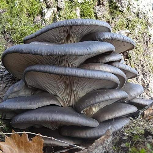 100 Blue Oyster Mushroom Spawn Plugs/Dowels to Inoculate Logs or Stumps to Grow Gourmet and Medicinal Mushrooms - Grown Your Own Mushrooms for Years to Come - Makes a Perfect Gift or a Project