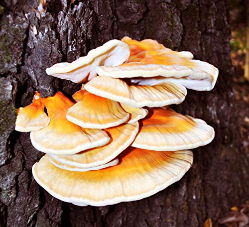 Root Mushroom Farm- 30 Mushroom Liquid Cultures /Chicken of The Woods(Laetiporus cincinnatus)