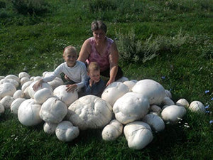 Spores Puffball Giant Mushrooms Mycelium Seeds Spawn Substrate for Planting Non GMO