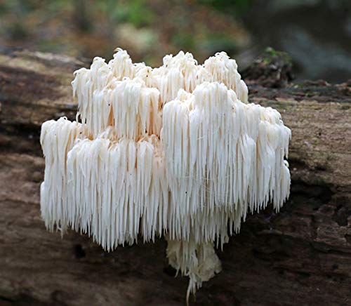 Root Mushroom Farm- 30 Mushroom Liquid Cultures /Bear's Head(Hericium americanum)