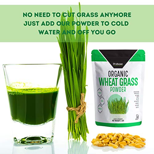 PROBASE NUTRITION Organic Wheatgrass Powder - 1 Pound - Rich in Immune Vitamins, Fibers, Fatty Acids and Minerals - Supports Immune System and Digestion Function - Vegan - Non-GMO - Premium Superfood