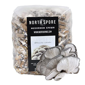 North Spore Blue Oyster Mushroom Plugs, 500 Count Premium Quality Mushroom Plug Spawn, Made in USA, Grow Mushrooms on Logs, Easy to Use, Gourmet Culinary Mushrooms, Medicinal Mushrooms