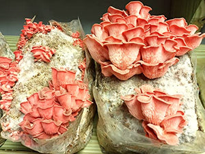 Pink Oyster Mushroom Easy Garden Grow Kit - XL 5 Pound Ready-to-Fruit