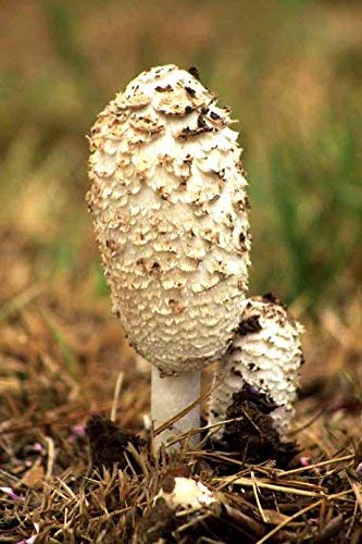 Root Mushroom Farm- 30 Mushroom Liquid Cultures /Shaggy Mane(Coprinus comatus)