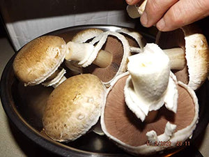 Crimini ~ Portabella ~ Baby Bella Mushroom Growing Kit - Easy to Grow Your own Fresh Mushrooms!