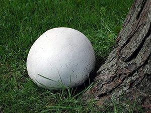 Spores Puffball Giant Mushrooms Mycelium Seeds Spawn Substrate for Planting Non GMO